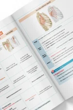 ⁦Anatomy of the Upper Limb - iMed Book 2025⁩ - الصورة ⁦3⁩