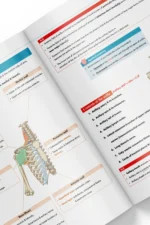 ⁦Anatomy of the Upper Limb - iMed Book 2025⁩ - الصورة ⁦4⁩