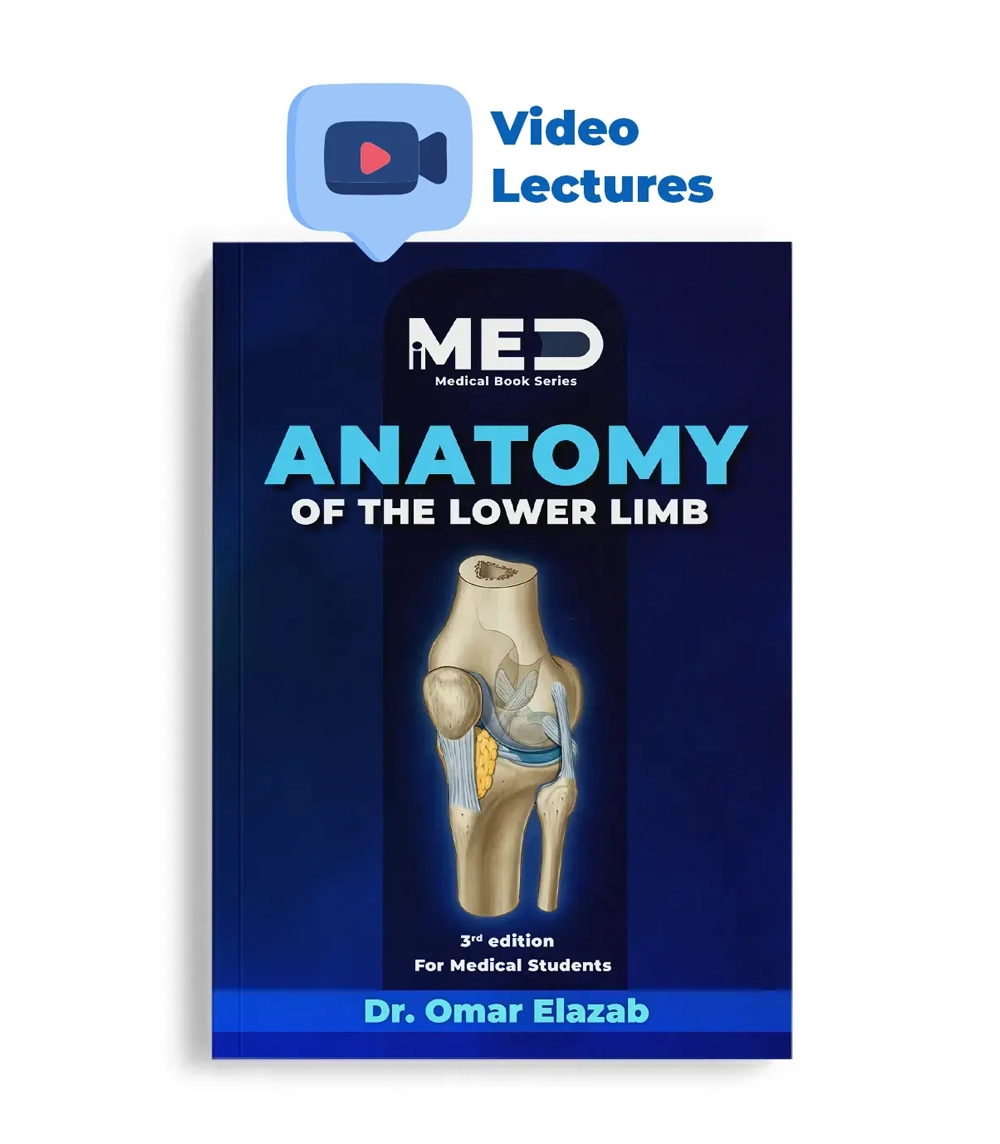Anatomy of the Lower Limb - iMed